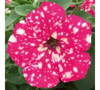 Petunia Royal Sky 6 Plug Plants Bedding