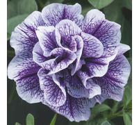 Petunia Tumbelina Priscilla Pro 6 Plug Plants Bedding