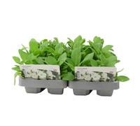 Petunia White 6 pack x 2 - Classic Summer Garden Flowers