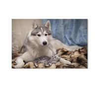 PGCKSK Diamond Painting Kits for Adults，Siberian Husky Dog and Kitten，Full Drill Diamond Painting Kits, DIY 5D Diamond Dots Animals Diamond Art Kits for Home Decor（50x50cm）-D55