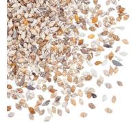 PH PandaHall 1290pcs Tiny Sea Shells No Hole Seashells Natural Conch Seashell Bulk for Resin Crafts Candle Making Vase Fillers Fish Tank Mirror Decoration Oceaan Beach Theme Party 7~15mm