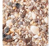 PH PandaHall 466pcs 15 Styles Tiny Sea Shells Mini Spiral Shell Beads