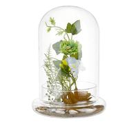 PH PandaHall 8.3x5.9 Inch Glass Cloche Dome with Base Clear Terrarium for Plants Glass Planter Display Dome for Cactus Succulents Tabletop Home Decoration Centerpiece, No Air Hole
