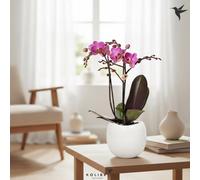 Phal Casc Kolibri Mixed 1 Stem Ceramic Bowl Pot Size 9 Cm Height 40 Moth Orchid Phalaenopsis Indoor Houseplant