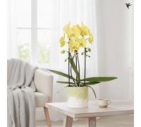 Phal Casc Kolibri Mixed 2 Stem Ceramic Bloom Pot Size 12 Cm Height 50 Phalaenopsis Cascade Stems