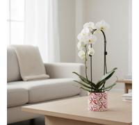 Phal Casc Mixed 1 Stem Ceramic Julia Pot Size 12 Cm Height 55 Common Name Moth Orchid Phalaenopsis Cascade Type, Cultivar