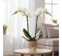 Phal Kolibri Amabilis 1 Stem Pot Size 9 Cm Height 40 Moth Orchid Indoor Houseplant