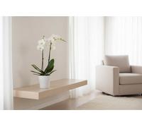 Phal Mixed 2 Stem Ceramic Tst Pot Size 12 Cm Height 60 Moth Orchid 2-Stem Indoor Houseplant