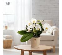 Phal Muse E 2 Stem 25 Pot Size 12 Cm Height 35 Moth Orchid Indoor Houseplant