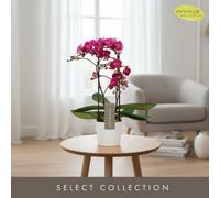 Phal Optimost Morelia 2 Stem Pot Size 12 Cm Height 45 Moth Orchid Indoor Houseplant