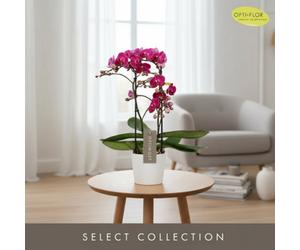 Phal Optimost Morelia 2 Stem Pot Size 12 Cm Height 45 Moth Orchid Indoor Houseplant