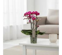 Phal Optimost Morelia 3 Stem Pot Size 12 Cm Height 45 Moth Orchid Indoor Houseplant