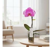 Phal Singolo Victorio 1 Stem Pot Size 9 Cm Height 40 Moth Orchid Indoor Houseplant
