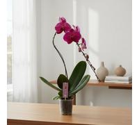 Phal Swan Purple 1 Stem Pot Size 12 Cm Height 70 Moth Orchid Indoor Houseplant