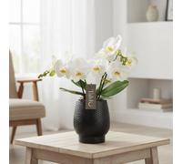 Phal Tablo Wit 2 Stem Ceramic Albruzzo Black Pot Size 12 Cm Height 40 Moth Orchid Indoor Houseplant
