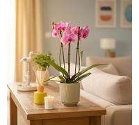 Phalaenopsis 3-Stem Pink Orchid Plant in Olive Ceramic Pot - Houseplant Included | Luxe Leaf Plants