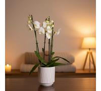 Phalaenopsis 3-Stem White Orchid Plant with Ceramic Pot - Elegant Indoor Houseplant with Included Pot - Luxe Leaf Plants UK