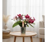 Phalaenopsis Muse Red Pot Size 12 Cm Height 35 Moth Orchid Indoor Houseplant