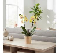 Phalaenopsis Muse Yellow Pot Size 12 Cm Height 35 Moth Orchid Indoor Houseplant