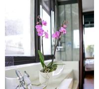 Phalaenopsis Orchid Pink UK Grown 2 Stem in 12cm Ceramic Pot
