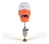 Phantom Head Dental Model,with Bench Mount Fixed on Desk 360°for Teaching (A)