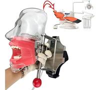 Phantom Head Models with Bench Mount Dental Manikin Simulator Phantom Head Mannequin Head Height Adjustable A