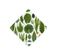 Phayah 6pcs Seaweed Coral Under The Sea Pattern Lavender Scent Car Air Fresheners Square Hanging Fragrance Tablet Closet Shoe Closet Fragrance