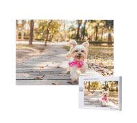 Phayah Dog Running Toward You Puzzles for Adults 1000 Pieces Children's Intelligence Development Toys 29.5 X 19.7
