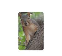 Phayah Squirrel In The Tree Pattern Lavender Scent Car Air Freshener Rectangle Card Hanging Hanging Scented Card 6 Pcs For Cars Closet Drawer Eliminate