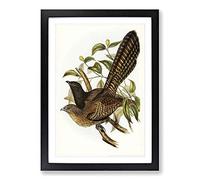 Pheasant Cuckoos by Elizabeth Gould Framed Print | A2 Black Framed Wall Art | Ready to Hang | Modern Nature Picture | Living Room Bedroom Lounge Office