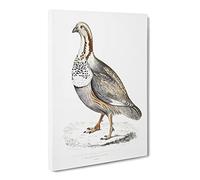 Pheasant Grouse Illustration By John Edward Gray Vintage Canvas Wall Art Print Ready to Hang, Framed Picture for Living Room Bedroom Home Office Décor, 24x16 Inch (60x40 cm)