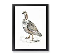 Pheasant Grouse Illustration By John Edward Gray Vintage Framed Print | A2 Black Framed Wall Art | Ready to Hang | Classic Nature Picture | Living Room Bedroom Lounge Office