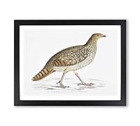Pheasant Illustration By John Edward Gray Vintage Framed Print | A2 Black Framed Wall Art | Ready to Hang | Classic Nature Picture | Living Room Bedroom Lounge Office