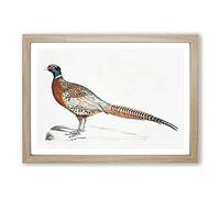 Pheasant Illustrations by John Edward Gray Framed Wall Art Print A2 Oak