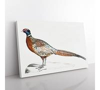 Pheasant Illustrations By John Edward Gray Vintage Canvas Wall Art Print Ready to Hang, Framed Picture for Living Room Bedroom Home Office Décor, 50x35 cm (20x14 Inch)