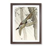 Pheasant In Flight By Ohara Koson Asian Japanese Framed Print | A2 Walnut Framed Wall Art | Ready to Hang | Asian Nature Picture | Living Room Bedroom Lounge Office