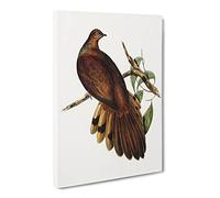 Pheasant Tailed Pigeon Bird By Elizabeth Gould Canvas Print | Gallery Wrapped 30mm Frame Wall Art | 20x14 inches | Ready to Hang | Retro Animals Picture | Living Room Bedroom Lounge Office