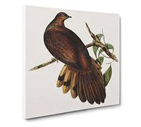 Pheasant tailed Pigeon Bird by Elizabeth Gould Canvas Print | Gallery Wrapped 30mm Frame Wall Art | 20x20 inches | Ready to Hang | Retro Animals Picture | Living Room Bedroom Lounge Office