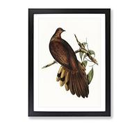 Pheasant Tailed Pigeon Bird By Elizabeth Gould Vintage Framed Print | A2 Black Framed Wall Art | Ready to Hang | Classic Animal Picture | Living Room Bedroom Lounge Office
