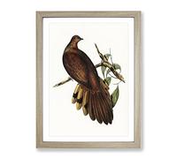 Pheasant Tailed Pigeon Bird By Elizabeth Gould Vintage Framed Print | A2 Oak Framed Wall Art | Ready to Hang | Classic Animal Picture | Living Room Bedroom Lounge Office