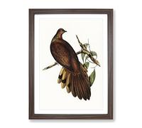 Pheasant Tailed Pigeon Bird By Elizabeth Gould Vintage Framed Print | A2 Walnut Framed Wall Art | Ready to Hang | Classic Animal Picture | Living Room Bedroom Lounge Office