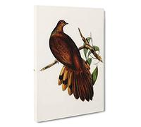 Pheasant-Tailed Pigeon by Elizabeth Gould Canvas Print | Gallery Wrapped 30mm Frame Wall Art | 30x20 inches | Ready to Hang | Modern Picture | Living Room Bedroom Lounge Office