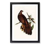 Pheasant-Tailed Pigeon by Elizabeth Gould Framed Print | A2 Black Framed Wall Art | Ready to Hang | Modern Animal Picture | Living Room Bedroom Lounge Office