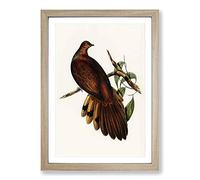 Pheasant-Tailed Pigeon by Elizabeth Gould Framed Print | A2 Oak Framed Wall Art | Ready to Hang | Modern Animal Picture | Living Room Bedroom Lounge Office