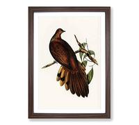 Pheasant-Tailed Pigeon by Elizabeth Gould Framed Print | A2 Walnut Framed Wall Art | Ready to Hang | Modern Animal Picture | Living Room Bedroom Lounge Office