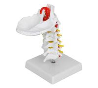 Phefop Cervical Model, 1:1 Life Size 7 Vertebrae with Occipital Bone | Spine Anatomical Replica, PVC Material, with Base, for Chiropractic Patient Education, Orthopedic Teaching, Science