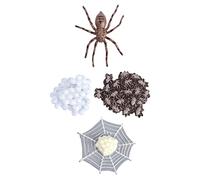 PHENOFICE 1set Animal Evolution Model Toy Spider Insect Life Cycle Realistic Animal Toys for Toddlers Educational Display