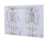 PHENOFICE Human Anatomy Poster Skeletal and Muscular System Chart, 50x70cm (20x28 Inch) Silk Fabric Scientific Teaching Body Structure Illustration for School and Office