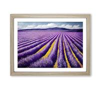 Phenomenal Lavender Flower Field Framed Print | A3 Oak Framed Wall Art | Ready to Hang | Modern Floral Picture | Living Room Bedroom Lounge Office