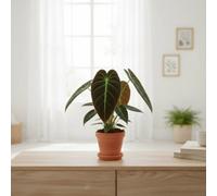 Phil Melanochrysum Pot Size 12 Cm Height 45 Black Gold Philodendron Indoor Houseplant